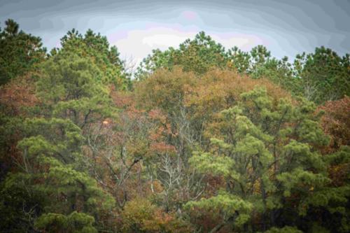 2019_CHARITY_CLAY_SHOOT (109)